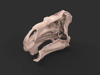 Reptile Skull 3D Model With Detailed Anatomical Structure And Bone Features 3d model