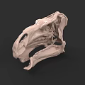 Reptile Skull 3D Model With Detailed Anatomical Structure And Bone Features