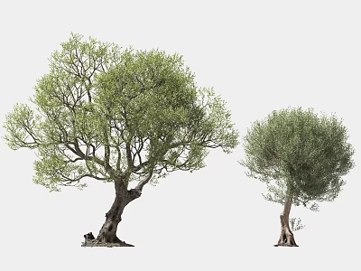 Large and Small Olive Trees With Lush Green Foliage and Thick Natural Trunks 3d model