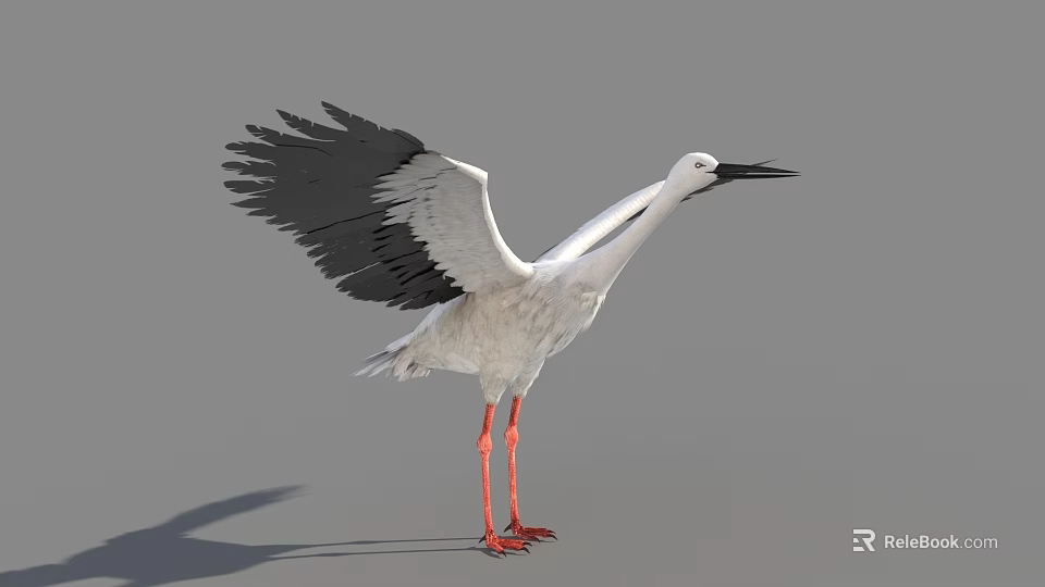 White Stork With Black Wings Spreading Wings And Long Red Legs Standing On Gray Background 3d model 