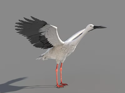 White Stork With Black Wings Spreading Wings And Long Red Legs Standing On Gray Background 3d model