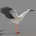 White Stork With Black Wings Spreading Wings And Long Red Legs Standing On Gray Background