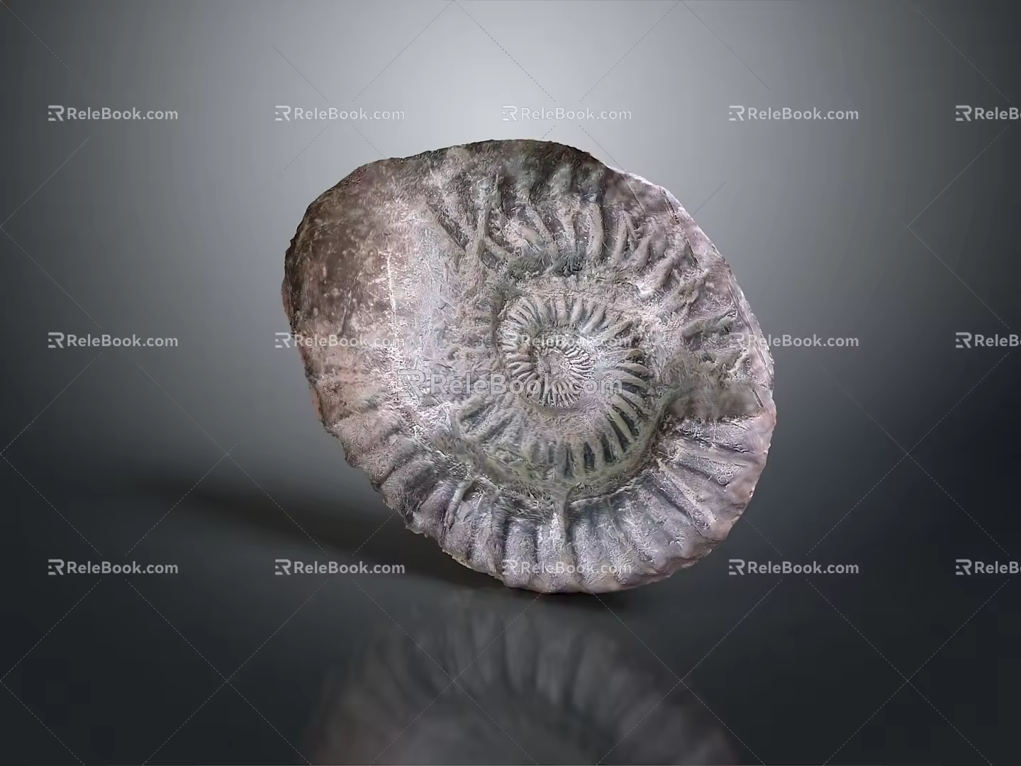 Chi chrysanthemum stone ancient fossil stone chrysanthemum fossil items 3d model