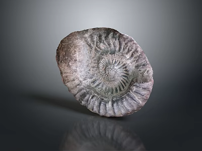 Spiral Ammonite Fossil Decorative Ornament With Textured Surface And Smooth Reflection For Home Decor 3d model