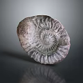 Chi chrysanthemum stone ancient fossil stone chrysanthemum fossil items 3d model