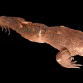 Brown Amphibian with Rough Skin and Long Tail on Black Background