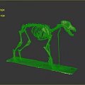 Dog Skeletal Organ Structure Display Standing On Exhibition Platform With Detailed Bones
