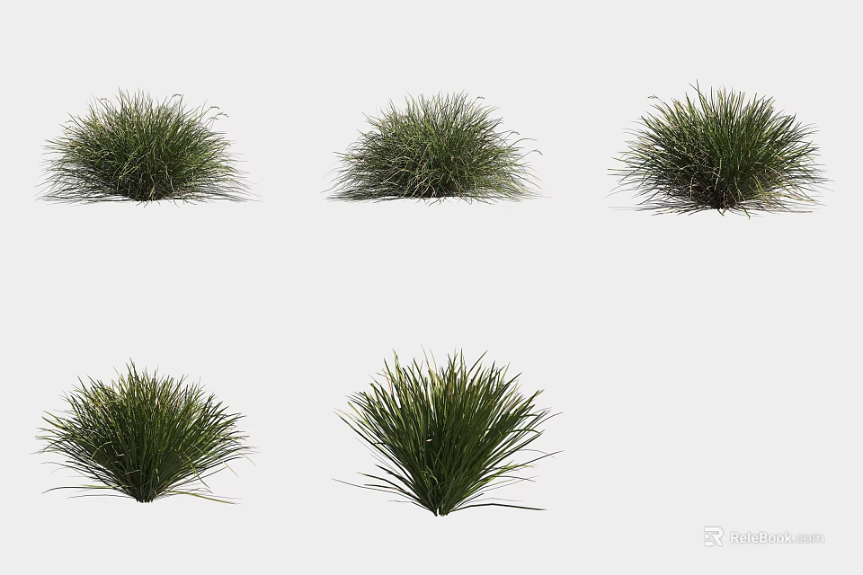 Various Types of Ornamental Green Grass With Lush Foliage for Garden Decor 3d model 