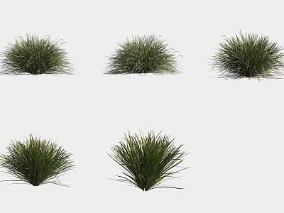 Various Types of Ornamental Green Grass With Lush Foliage for Garden Decor 3d model