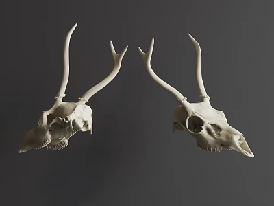 White Deer Skull Animal Wall Decor for Modern Home Interior Design 3d model