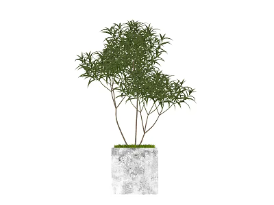 Bonsai Plant with Slender Branches Green Leaves in Square Gray Concrete Pot with Mossy Top 3d model
