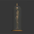 Human Skeleton Organ Model Displayed In Glass Dome With Wooden Base