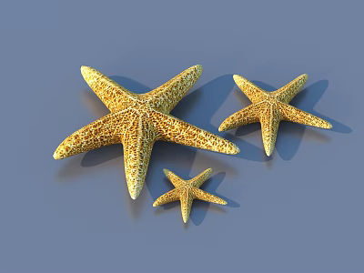Three Golden Starfish Marine Aquatic Animals Display On Light Blue Background 3d model