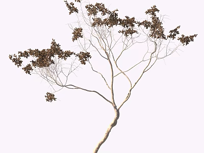 Decorative Tree With Slender Branches And Brown Foliage On White Background 3d model