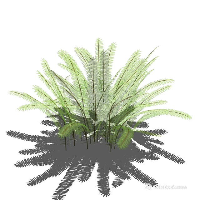 Vibrant Green Fern Plants With Lush Feathery Fronds And Slender Stems 3d model 