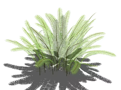 Vibrant Green Fern Plants With Lush Feathery Fronds And Slender Stems 3d model