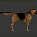 Alert German Shepherd Dog Standing in Neutral Gray Background with Brown Black Coat