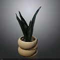 Green Leaf Plant In Terracotta Double Layered Pot With Dark Background