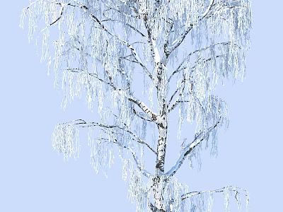 Snow Covered Birch Tree With Frosty Branches Against Clear Blue Sky 3d model