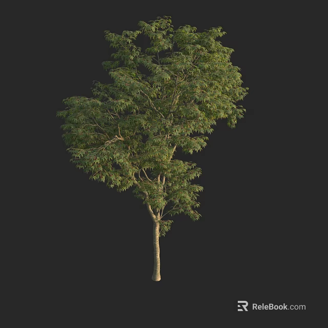 Green Arbor Tree With Lush Foliage And Straight Strong Trunk 3d model