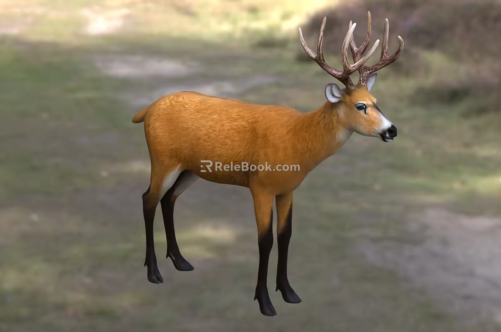 Swamp Deer Animal Creatures 3d model