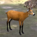 Swamp Deer Animal Creatures 3d model