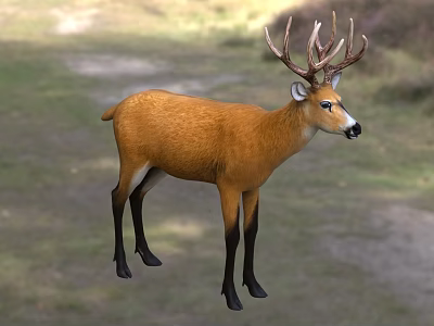 Brown Reptile Lizard Standing On Green Grass With Natural Background Environment 3d model