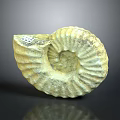 Intricate Ancient Ammonite Fossil With Spiral Texture And Natural Patterns 3d model