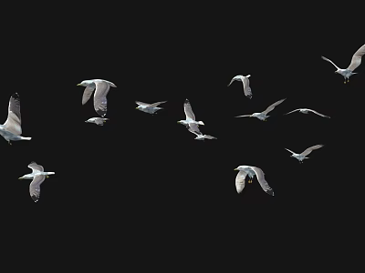 Seagull Cartoon Seagull Cartoon Animal Cartoon Bird Wild Goose Cartoon Wild Goose 3d model