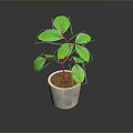 Green Leaf Plant With Pink Stem In Gray Concrete Pot On Dark Background