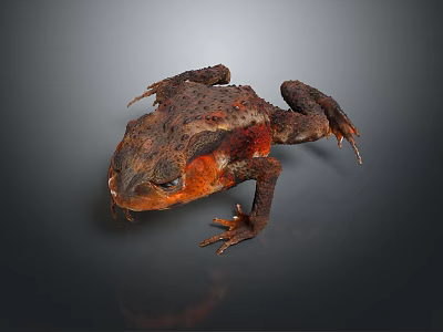 Close Up of Brown and Orange Toad with Rough Skin on Dark Background 3d model
