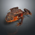 Close Up of Brown and Orange Toad with Rough Skin on Dark Background
