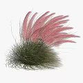 Ornamental Clumping Shrub With Pink Feathery Plumes And Green Foliage For Garden Landscaping