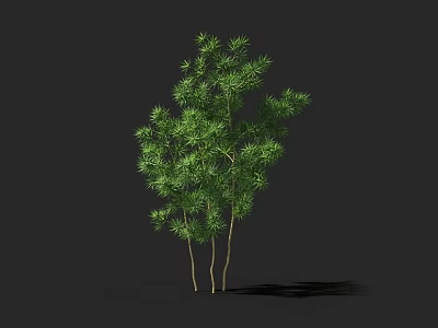 Lush Green Arbor With Multiple Trunks And Ground Shadow Against Dark Backdrop 3d model