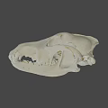 Animal Skull Bone Structure With Detailed Teeth And Natural Texture 3d model