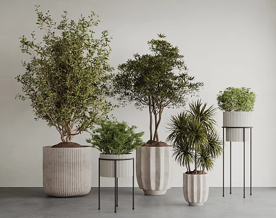 Various Sizes Bonsai Potted Plants Different Textured Pots Olive Trees Shrubs Palm Greenery Indoor 3d model