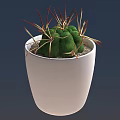 Stylish Potted Bonsai Cactus with Green Body and Red Yellow Spines in White Pot