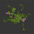 Green Vine Plant With Purple Flowers In Brown Pot And Trailing Leaves