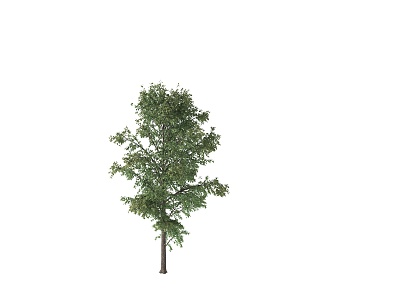 Tree Moving Tree Wind Blowing Tree Moving Tree Dynamic Tree Landscape Tree Sophora Tree Poplar Tree Acacia Tree model