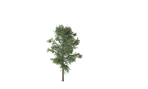 Tree Moving Tree Wind Blowing Tree Moving Tree Dynamic Tree Landscape Tree Sophora Tree Poplar Tree Acacia Tree 3d model