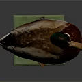 Wild Duck Standing With Green Head And Brown Body On Green Base