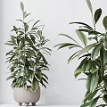 Modern Garden Decor With Various Green Plants In Different Planters And Arrangements