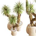 Elegant Bonsai Potted Plants With Curved Trunks Green Leaves And Beige Striped Pots