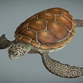 Modern Turtle 3d model