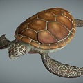 Modern Turtle 3d model