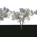 Lush Trees With Purple Flowers Green Leaves On Grass And Long Shadows