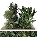 Various Bonsai Potted Plants With Lush Green Leaves And Different Leaf Shapes On Wooden Tray