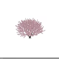 Vibrant Pink Blossom Tree With Multi Branched Trunk And Lush Canopy Design