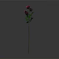 Beautiful Plant With Several Pink Roses And Green Leaves On Gray Background