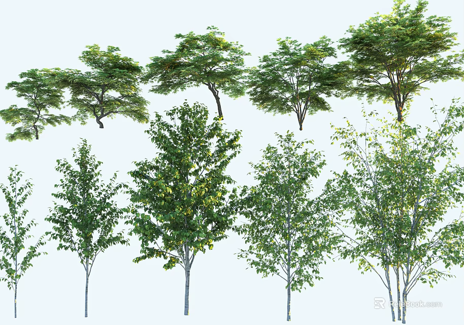 Various Arbor Trees With Lush Green Foliage And Different Trunk Shapes 3d model